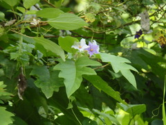 Solanum wrightii