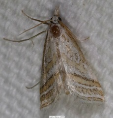 Leptosteges parthenialis