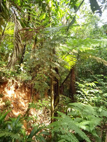 Cyathea latebrosa (Cyathea latebrosa)