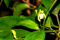 Justicia campylostemon