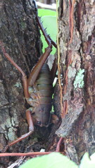 Deinacrida heteracantha