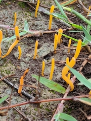 Sulzbacheromyces