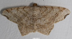 Macaria aequiferaria