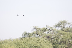 Balearica pavonina pavonina