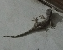 Gekko gecko