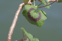 Pelargonium frutetorum