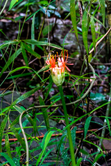 Scadoxus multiflorus katharinae