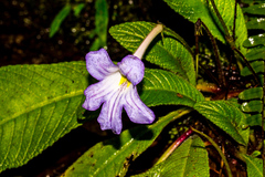 Streptocarpus formosus
