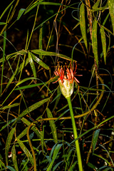 Scadoxus multiflorus katharinae