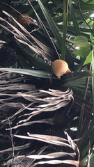 Pandanaceae