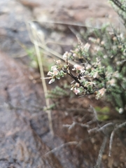 Eriocephalus spinescens