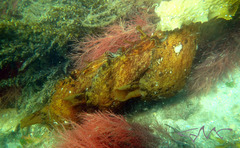 Aplysia extraordinaria