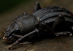 Talaurinus