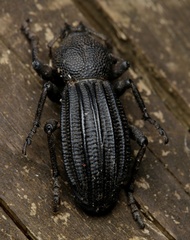Talaurinus