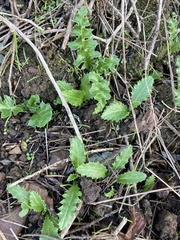 Cirsium quercetorum