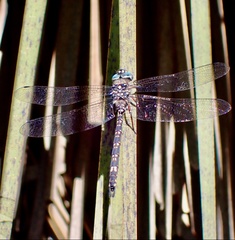 Austroaeschna parvistigma