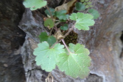 Asarina procumbens