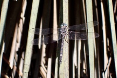 Austroaeschna parvistigma