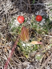 Escobaria missouriensis