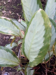 Aglaonema nitidum