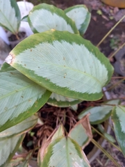 Aglaonema nitidum