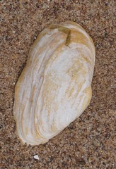 Mya arenaria