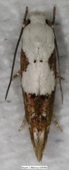 Mompha circumscriptella