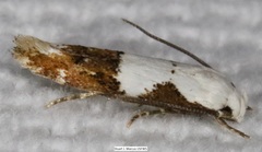 Mompha circumscriptella