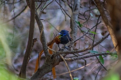 Terpsiphone viridis plumbeiceps