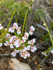 Stylidium dichotomum
