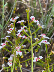 Stylidium dichotomum