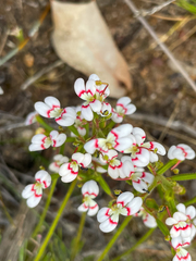 Stylidium dichotomum
