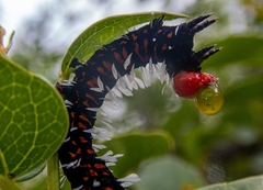 Lophonotidia melanoleuca