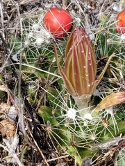 Escobaria missouriensis