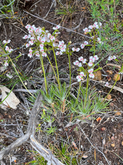 Stylidium dichotomum