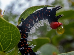 Lophonotidia melanoleuca