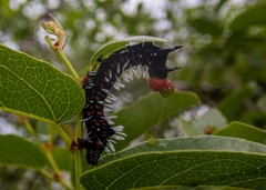 Lophonotidia melanoleuca