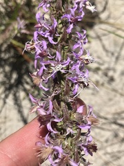 Liatris carrizana