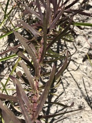 Liatris carrizana