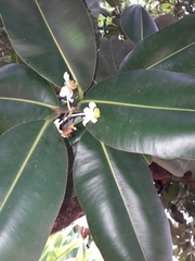 Calophyllum inophyllum