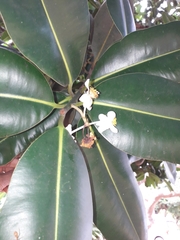 Calophyllum inophyllum