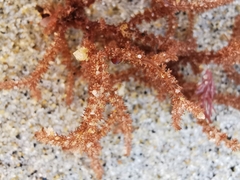 Dasyclonium