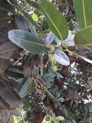 Calophyllum inophyllum