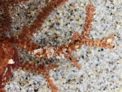 Dasyclonium