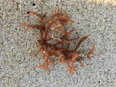 Dasyclonium