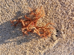 Dasyclonium