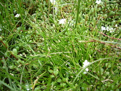 Isolepis cernua cernua