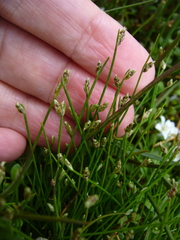 Isolepis cernua cernua