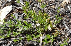 Cyanothamnus nanus nanus