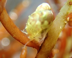 Eulithidium